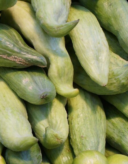 Recetas con Pepinos: como preparar Delicia refrescante: Receta de Pepino de Guiso, ¡un plato saludable y lleno de sabor!