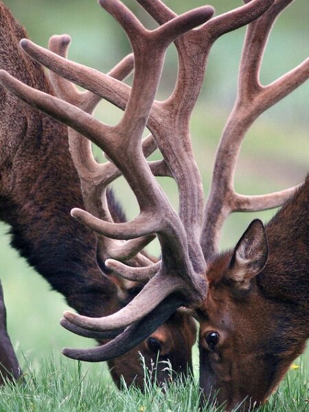 Delicioso guiso de porotos colorados vegetariano