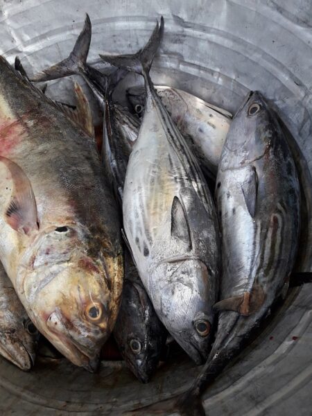 Corvina guisada al vino blanco con verduras de temporada
