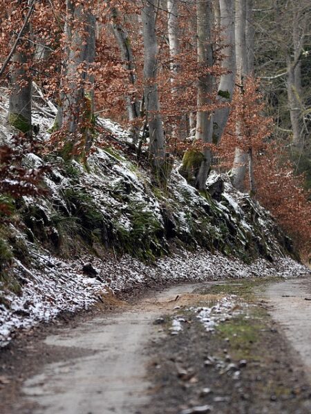 Rodaballo en salsa de limón y hierbas