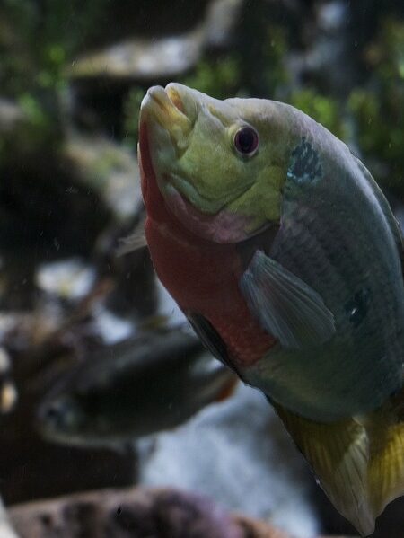 Delicia marina: Guiso de pez espada con vegetales