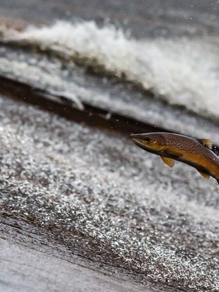 Delicioso guisado de salmón a la mediterránea