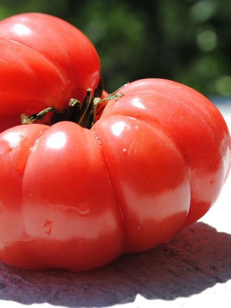 Atún guisado al estilo mediterráneo con jitomate fresco