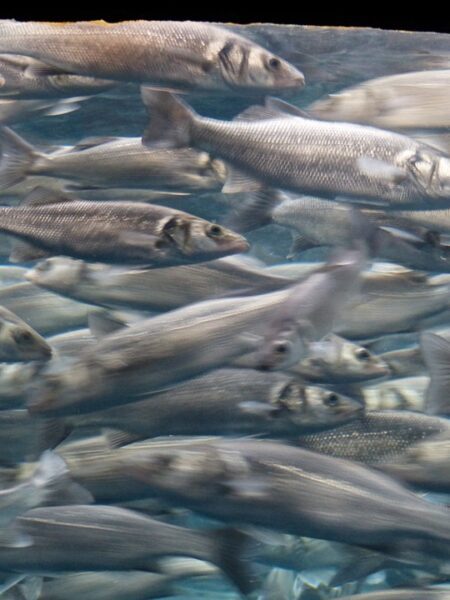 Estofado de sardinas con tomate y aceitunas