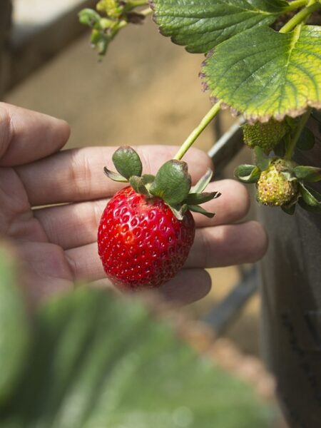 Delicioso Guiso de Atún con Vegetales