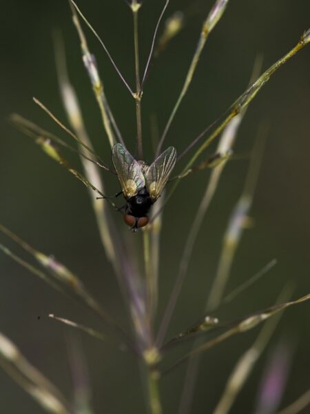 Garbanzos con bacalao en salsa de tomate