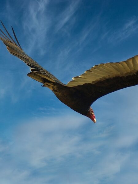 Guiso de Atún a la Venezolana