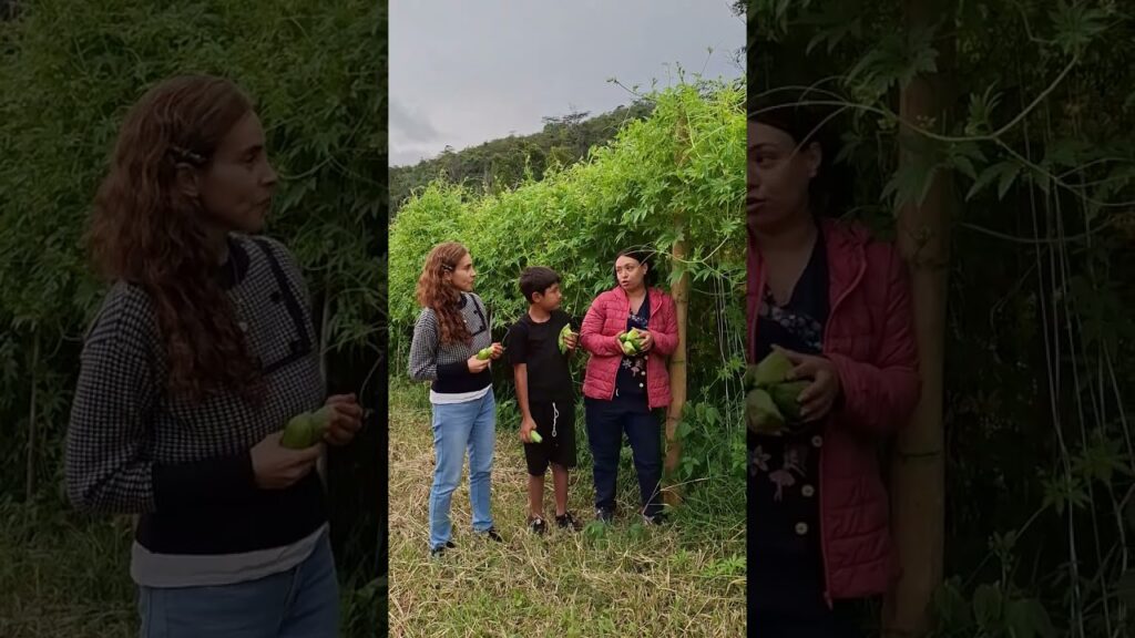 cultivo de pepino de guiso