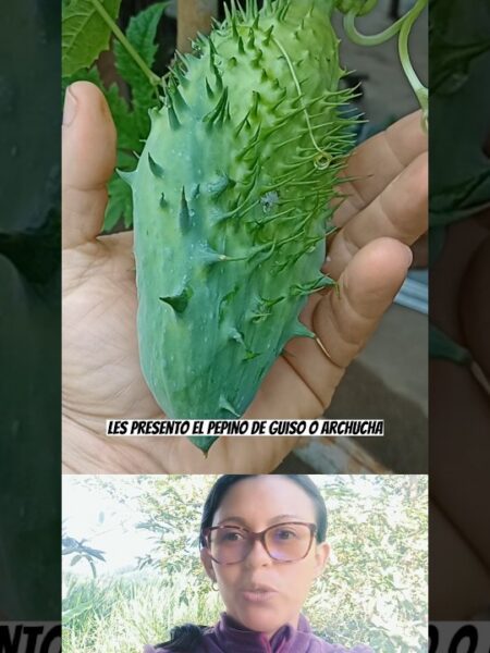 Guiso de Carne con Pepino: Un Tesoro para tu Cocina y Salud