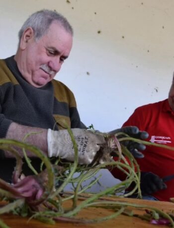 La Tagarnina recoge 375 kilos de tagarninas para su Ada