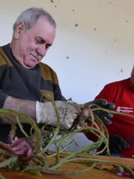 La Tagarnina recoge 375 kilos de tagarninas para su Ada