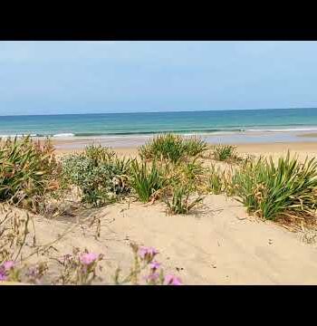 Malcolmia, cardo de mar y tagarninas.