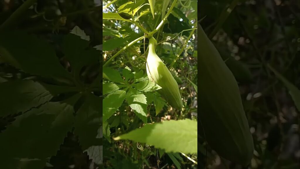 Pepino para guiso o para rellenar #campo #plantas #comida #pepinos