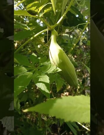 Pepino para guiso o para rellenar #campo #plantas #comida #pepinos