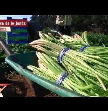 Tagarninas de Conil. Cómetelo de Canal Sur. Las Virtudes.