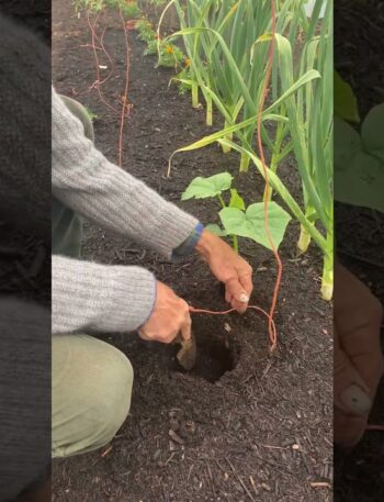 Pepino de Guiso Casero: ¡Cultiva tus propios pepinos para un guiso delicioso!