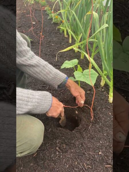 Pepino de Guiso Casero: ¡Cultiva tus propios pepinos para un guiso delicioso!