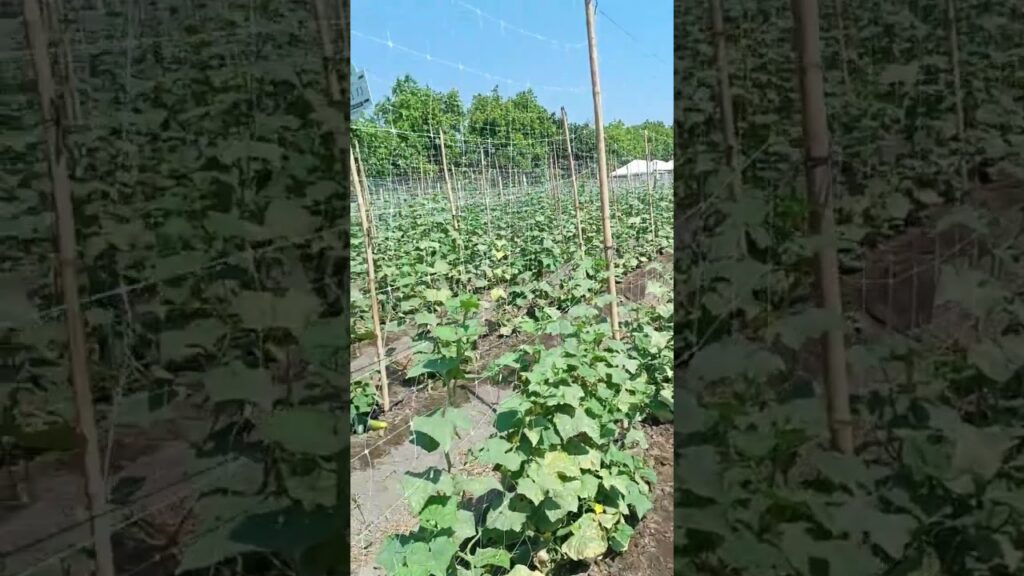 la forma más fácil de tutorear las plantas de pepino #pepino #tutor #tutorial