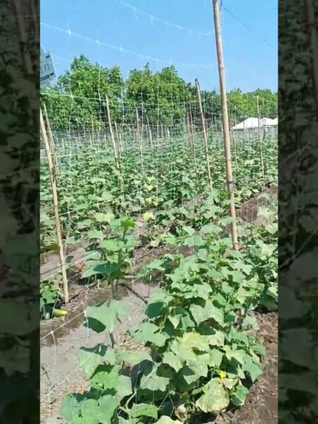 la forma más fácil de tutorear las plantas de pepino #pepino #tutor #tutorial