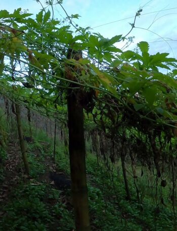 Cultivo de pepino de guiso