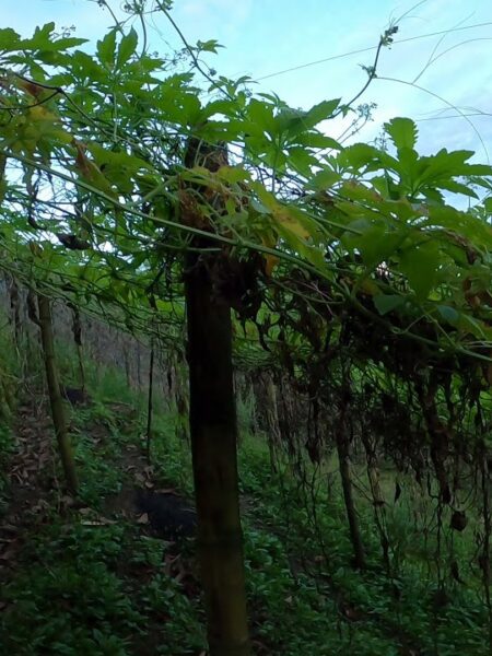 Cultivo de pepino de guiso