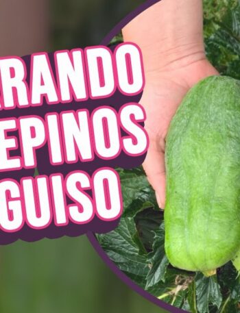 MIS PEPINOS DE GUISO