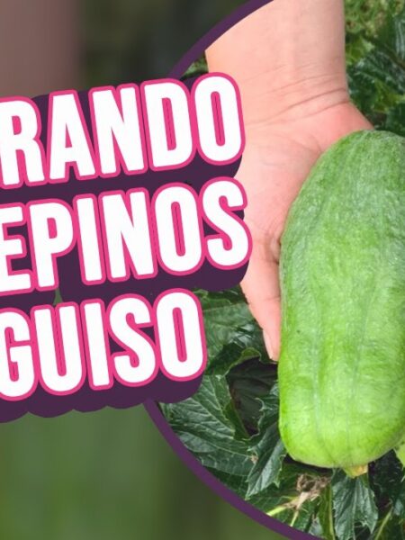 MIS PEPINOS DE GUISO