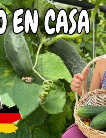 Guiso de Pepinillo Orgánico: Receta Casera