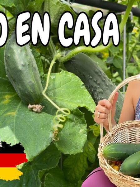 Guiso de Pepinillo Orgánico: Receta Casera