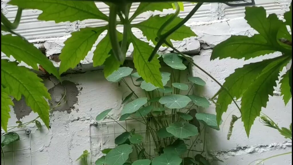 Mi primera planta de pepino de guiso es espontánea