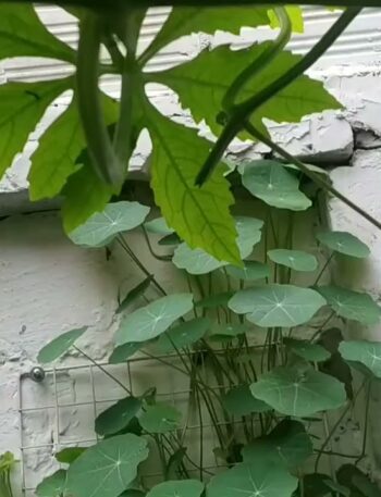 Mi primera planta de pepino de guiso es espontánea