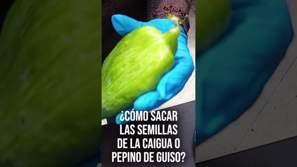 #Short Semillas de Caigua o Pepino de Guiso para tu huerta