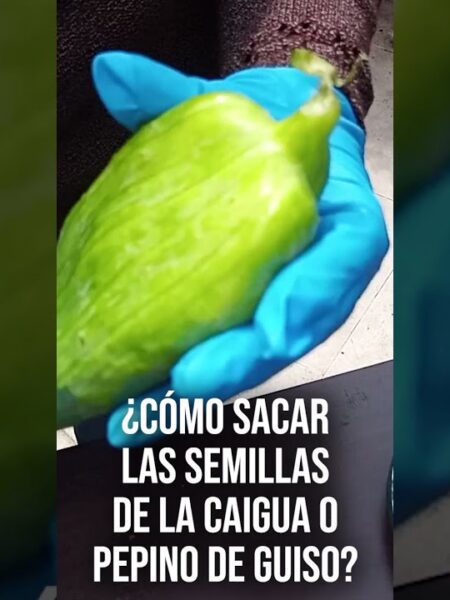 #Short Semillas de Caigua o Pepino de Guiso para tu huerta