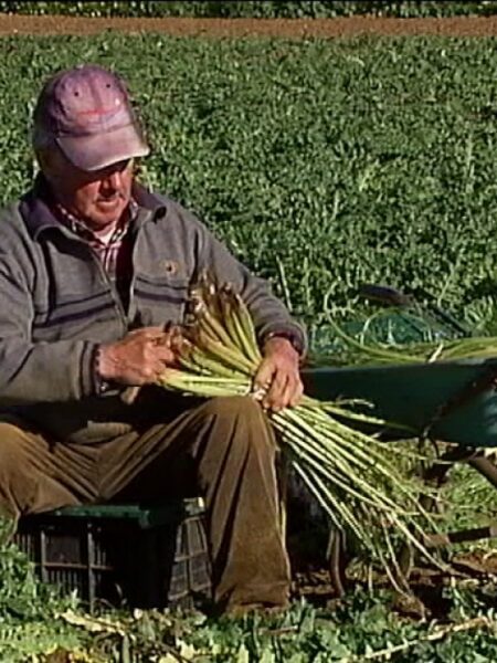 Tagarninas cultivadas y silvestres en Cádiz