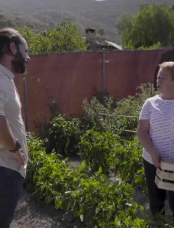 Y las tagarninas ¿dónde se plantan?