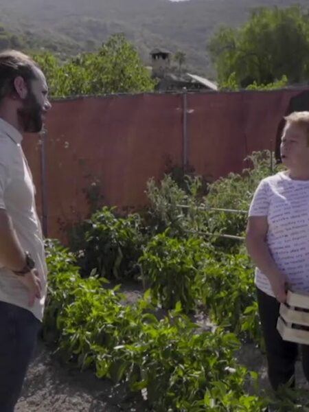 Y las tagarninas ¿dónde se plantan?