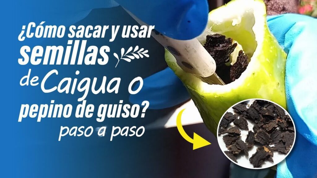 Cómo hacer un guiso de semillas de caigua o pepino en menos de una hora