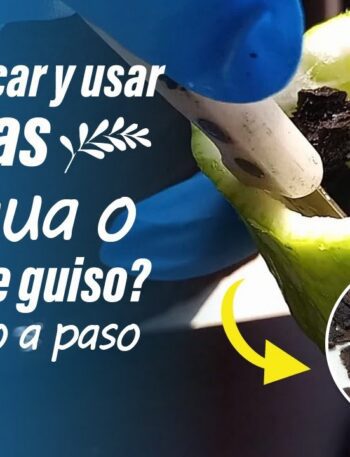Cómo hacer un guiso de semillas de caigua o pepino en menos de una hora