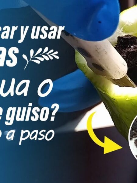 Cómo hacer un guiso de semillas de caigua o pepino en menos de una hora
