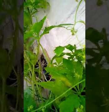 Cómo preparar un guisado vegetariano de pepino 2 Como cultivar pepino de guiso