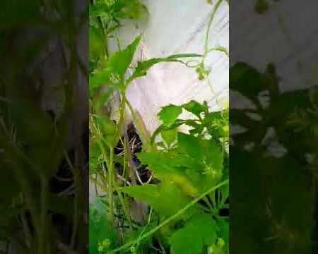 Como cultivar pepino de guiso