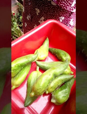 Guisados vegetarianos caseros de pepinos 4 Cosecha de los pepinos de guiso