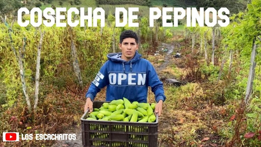 Estuvimos trabajando en un gran cultivo de pepinos..