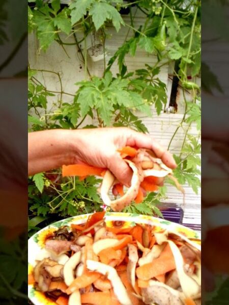 Más tips del cultivo de pepinos de guiso
