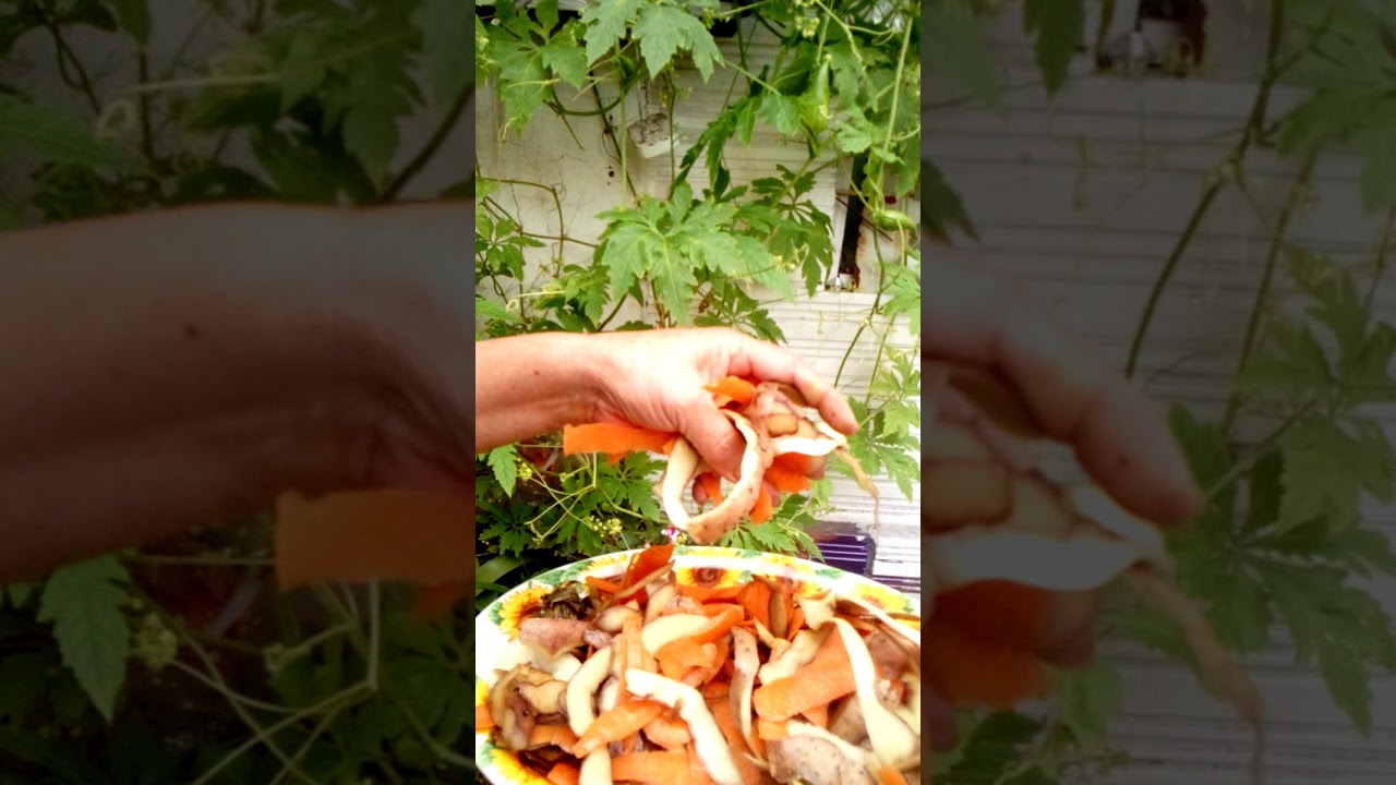 Consejos para cultivar pepinos en conserva