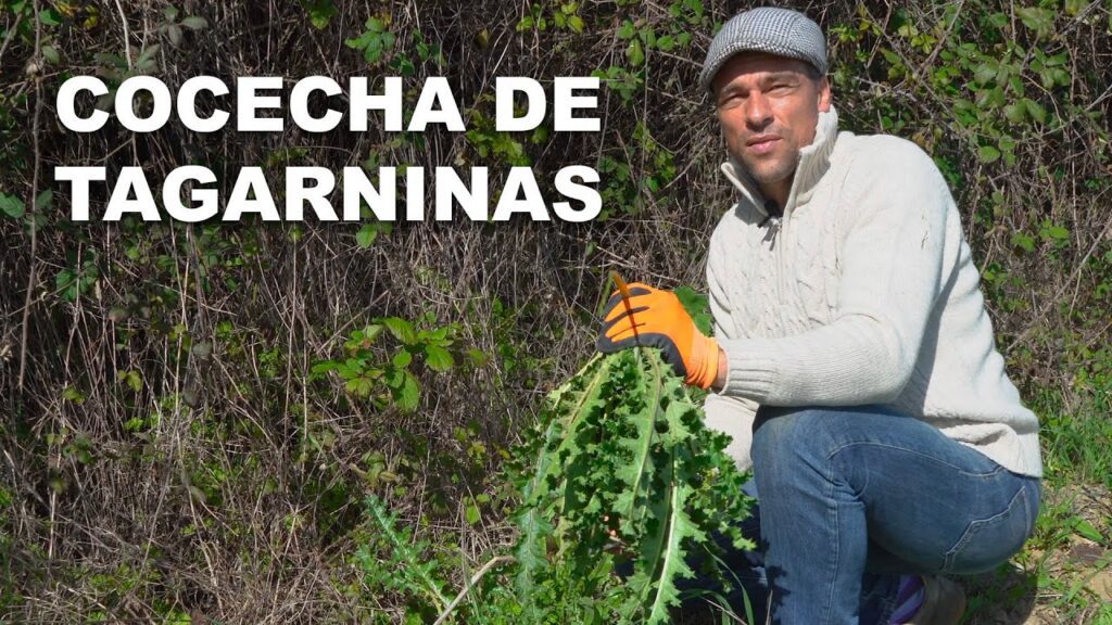 Cosecha de Tagarninas