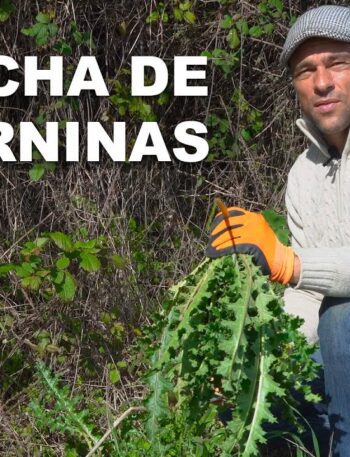 Tagarninas salteadas al estilo casero 2 Cosecha de Tagarninas