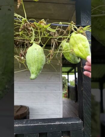 Pepinillos caseros en vinagre de vino tinto 2 Pepinillos de guiso #autosuficiencia #plantas #supervivencia #flores #bee #flores