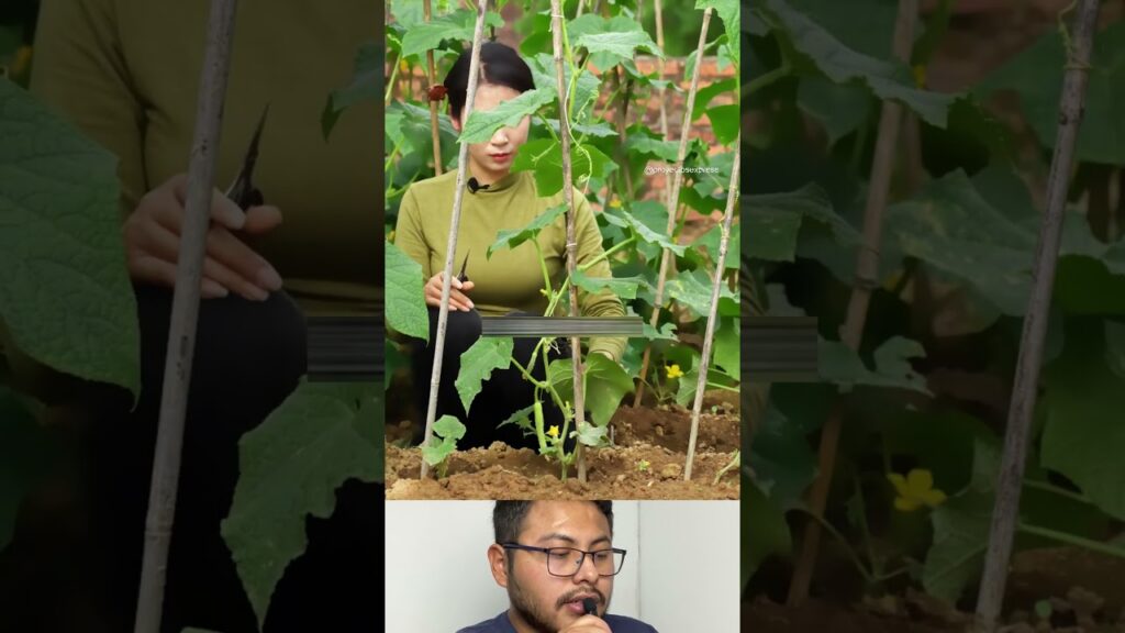 aprende este truco para tus plantas de pepino.