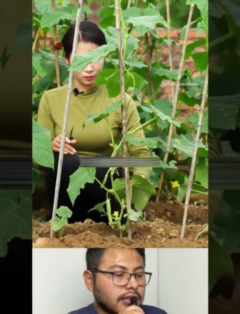Cultiva pepinos perfectos: Truco infalible para tus plantas 2 aprende este truco para tus plantas de pepino.